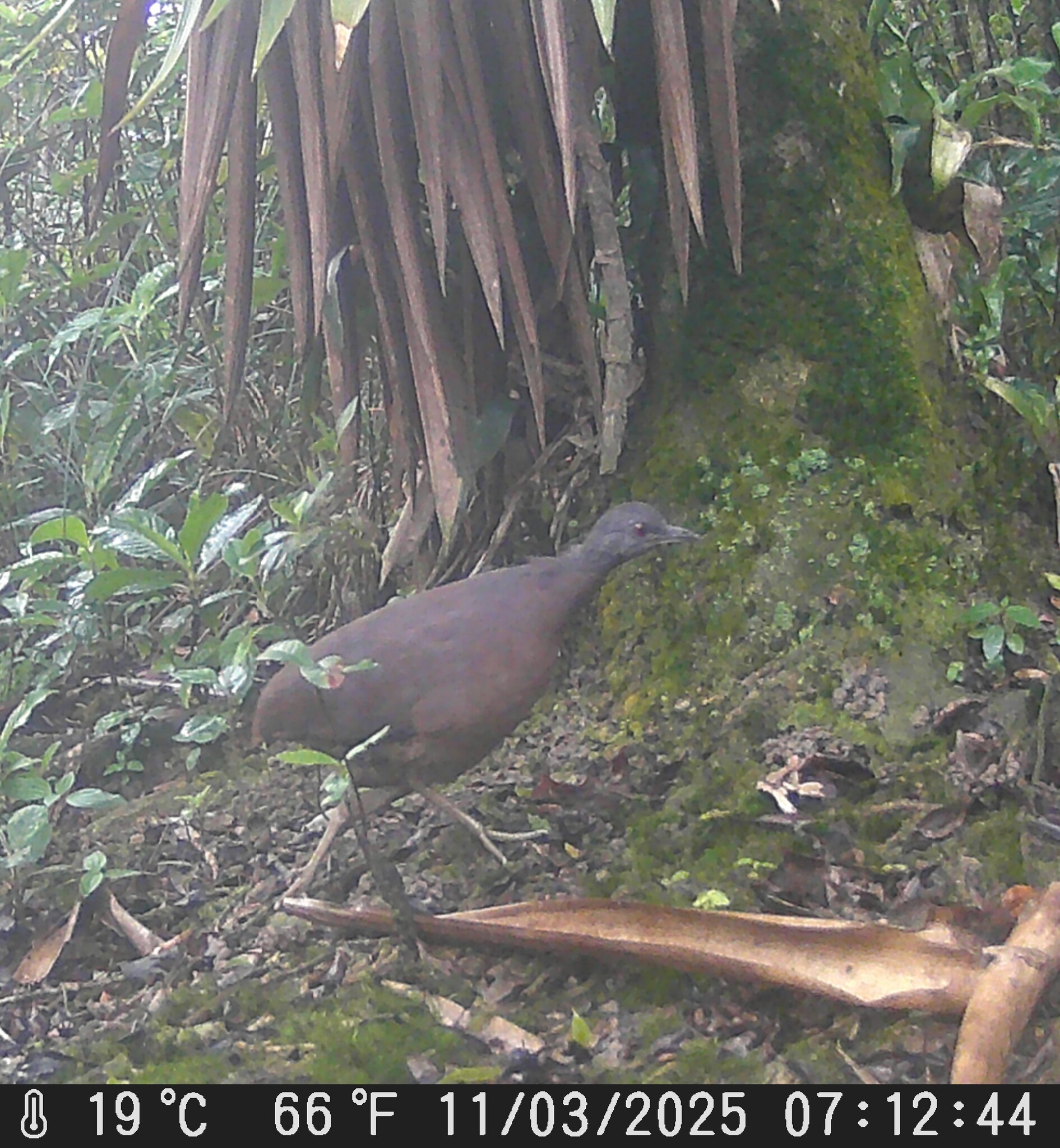 Brown Tinamou (Crypturellus obsoletus), photo 4