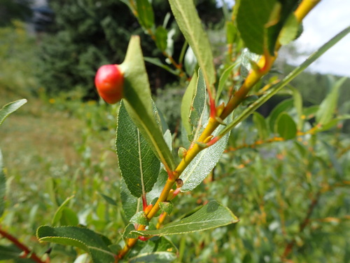 Image of Salix maccalliana by (c) mfeaver, some rights reserved (CC BY)
