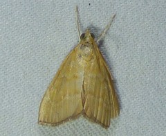 Glaphyriinae