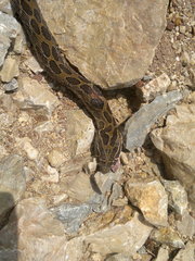 Crotalus polystictus