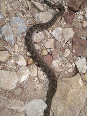 Crotalus polystictus