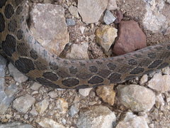 Crotalus polystictus