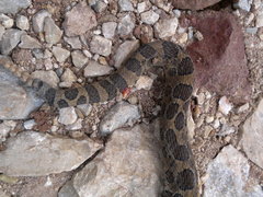 Crotalus polystictus