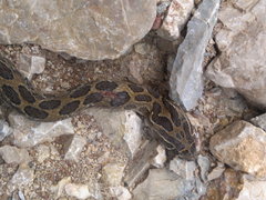 Crotalus polystictus