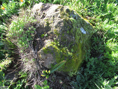 Tortella humilis
