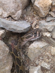 Crotalus polystictus