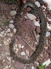 Crotalus polystictus