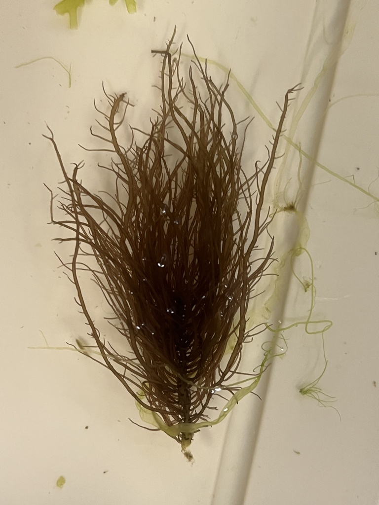 Gelidium crinale (Gelidium crinale)