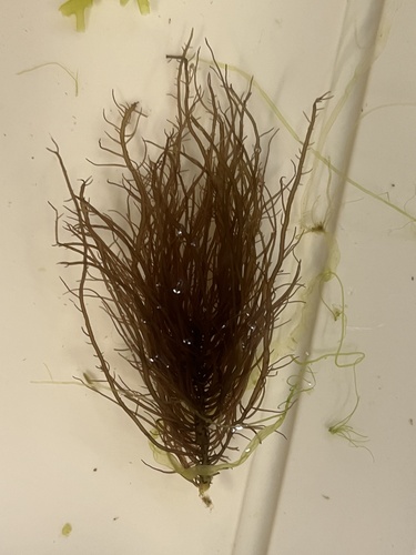 Gelidium crinale