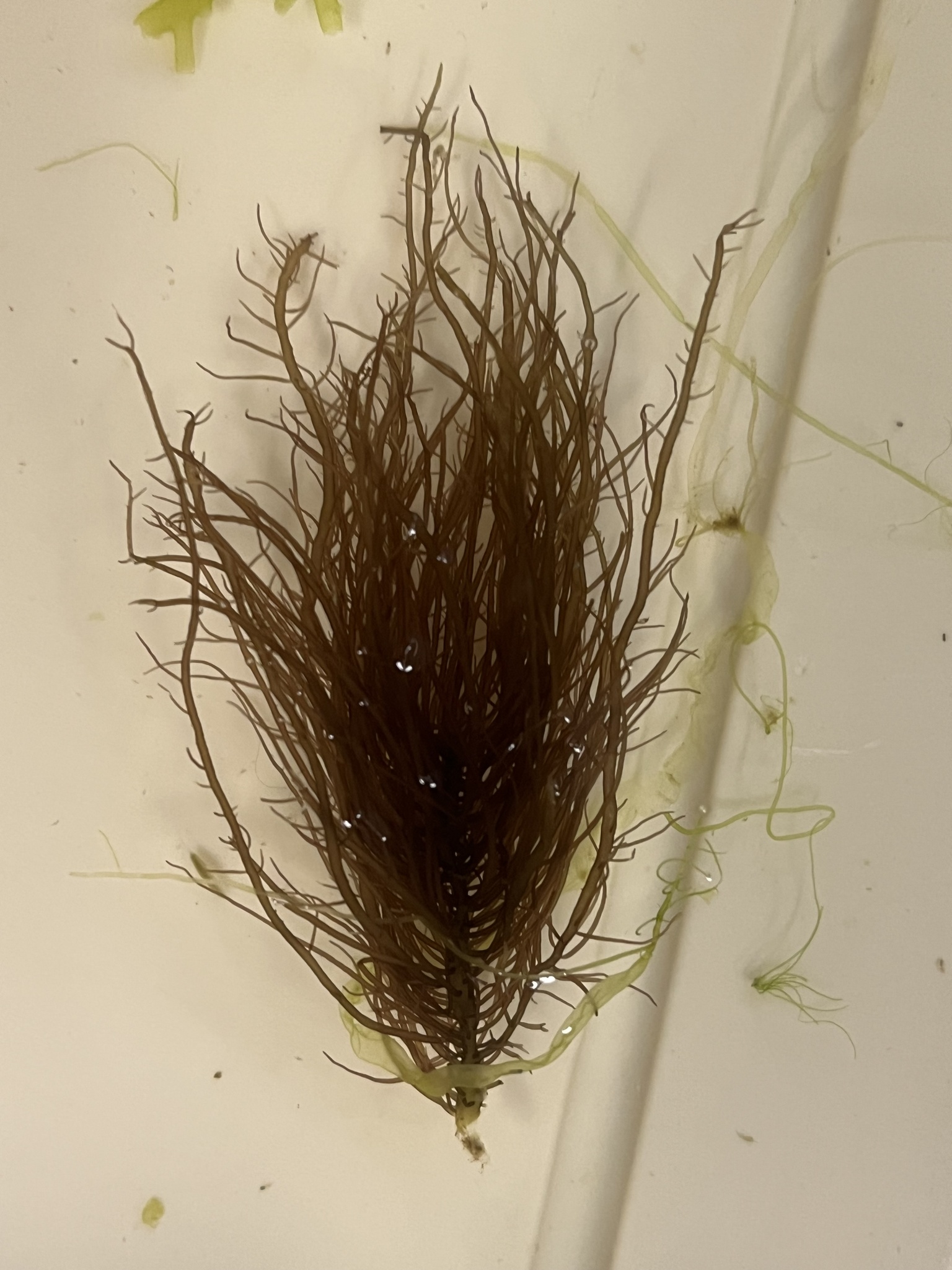 Gelidium crinale