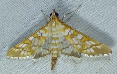 Epipagis fenestralis