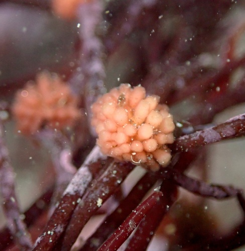 Janczewskia lappacea, 2025-04-01