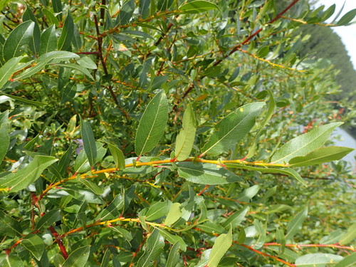 Image of Salix maccalliana by (c) mfeaver, some rights reserved (CC BY)
