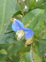 Commelina communis