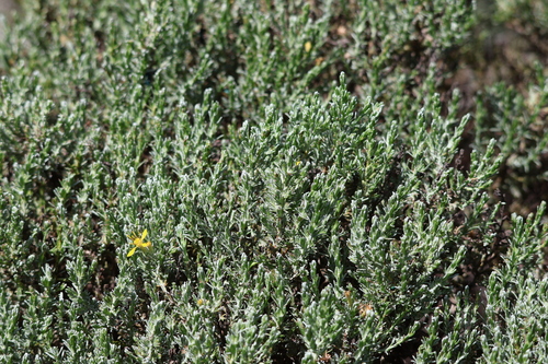 Image of Ericameria ericoides by (c) Millie Basden, some rights reserved (CC BY)