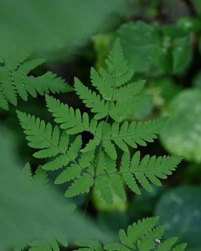 Oak fern (Gymnocarpium dryopteris)