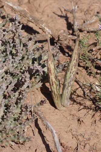 Orbea verrucosa (Masson) L.C.Leach 2