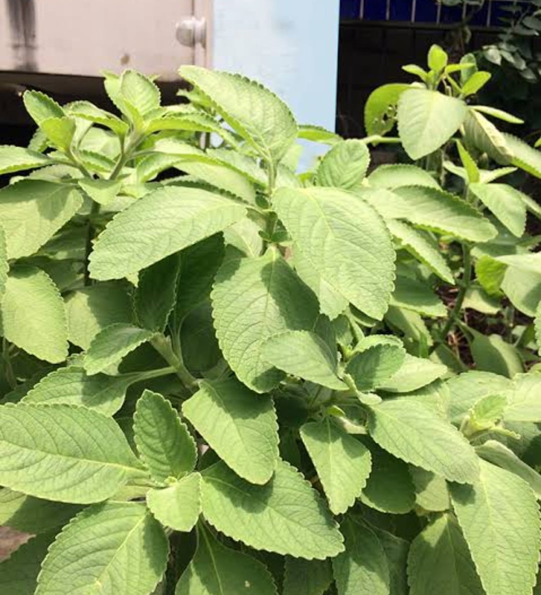 Coleus barbatus