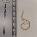 Feline Roundworm - Photo (c) mnbrewer, some rights reserved (CC BY-NC), uploaded by mnbrewer