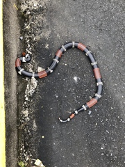 Micrurus surinamensis