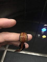 Continenticola