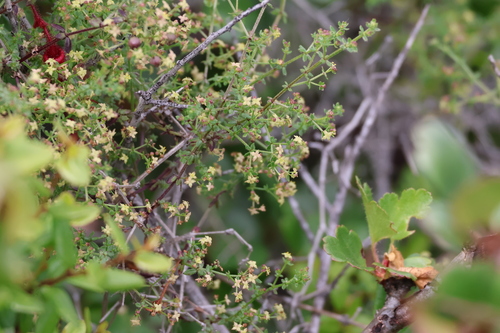 Image of Galium porrigens by (c) Millie Basden, some rights reserved (CC BY)