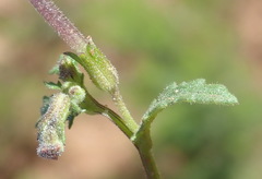 Lyperia