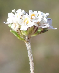 Phyllopodium cuneifolium