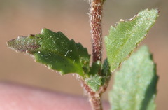 Phyllopodium cuneifolium