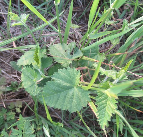 Image of Tragia urticifolia by (c) Linda Jo Conn, some rights reserved (CC BY)