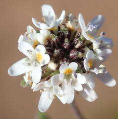 Phyllopodium cuneifolium