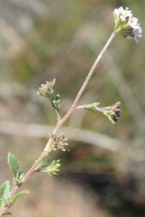 Phyllopodium cuneifolium