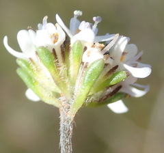 Phyllopodium cuneifolium