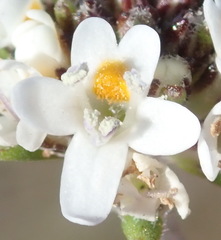 Phyllopodium cuneifolium