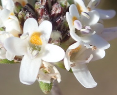 Phyllopodium cuneifolium