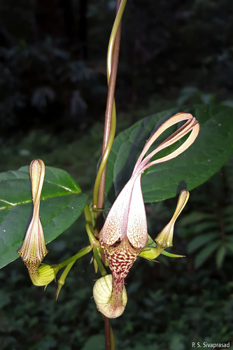 Ceropegia metziana