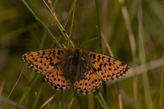 Boloria aquilonaris