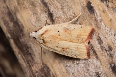 Agonopterix nervosa