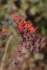 Kalanchoe rotundifolia