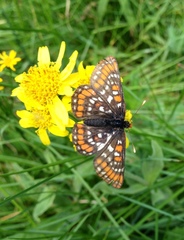 Euphydryas gillettii
