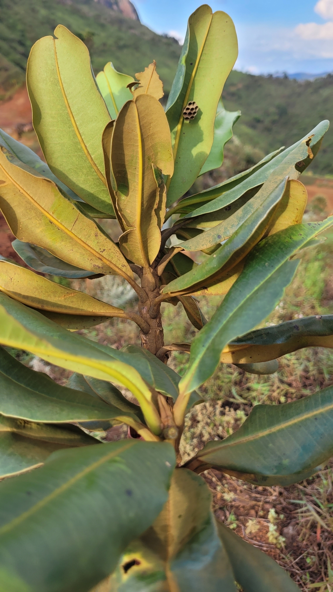 Vochysia thyrsoidea