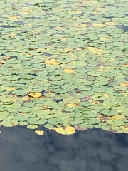 Nymphaea odorata tuberosa