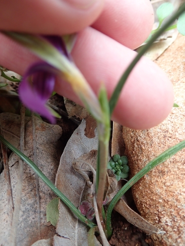 Image of Romulea tempskyana by no rights reserved