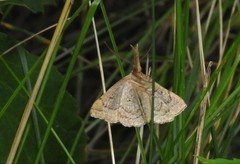 Chytolita morbidalis