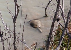 Apalone spinifera emoryi