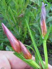 Romulea saldanhensis