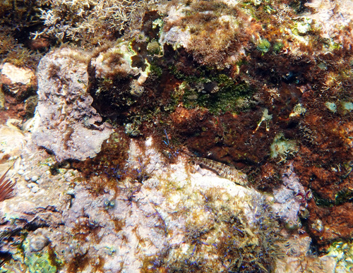 Pearl blenny (Entomacrodus nigricans) — Blenniidae — 4