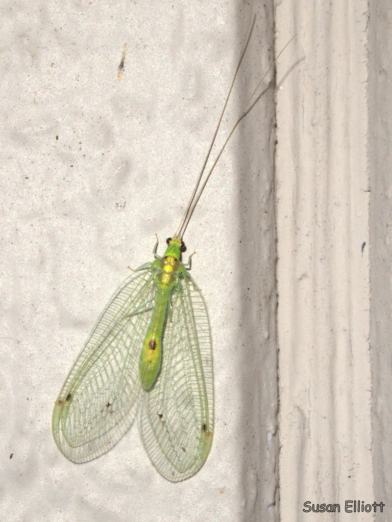 Leucochrysa