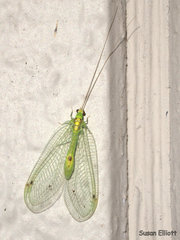Leucochrysa insularis