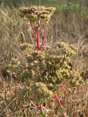 Hylotelephium telephium